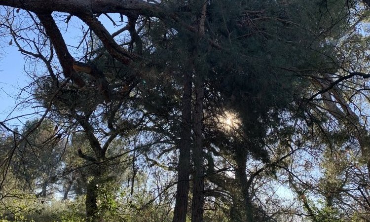 Urgence Elagage, Haubanage et Abattage d'arbres dangereux autour de Puyricard