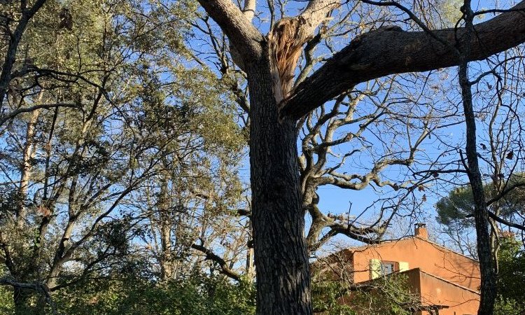 Urgence Elagage, Haubanage et Abattage d'arbres dangereux autour de Puyricard