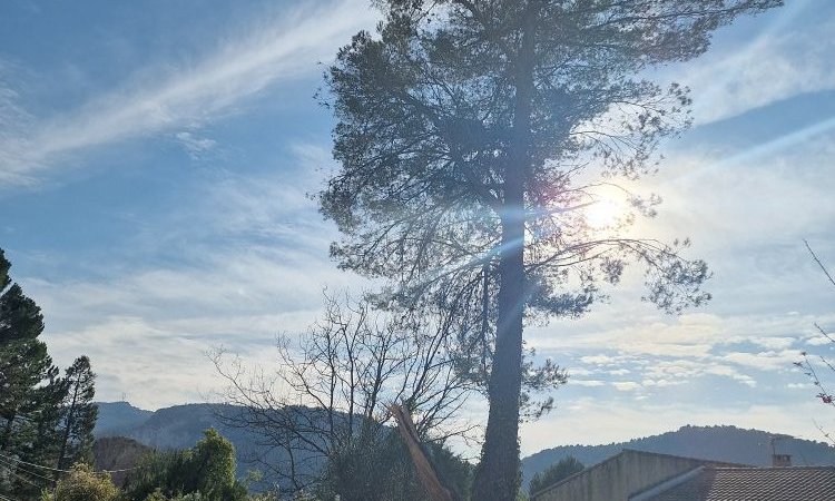 Elagage et Abattage d'arbres dangereux autour de Aix-en-Provence