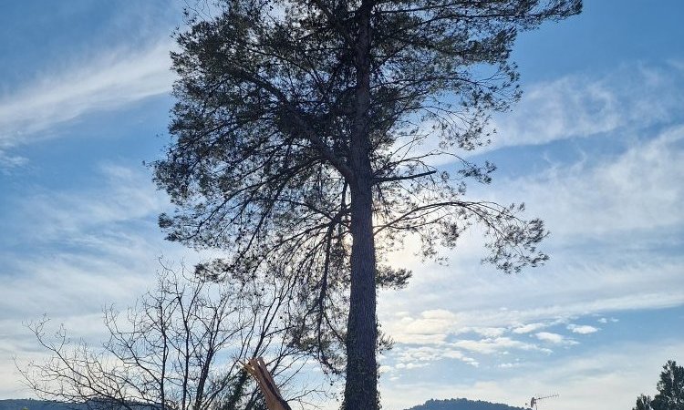 Elagage et Abattage d'arbres dangereux autour de Aix-en-Provence
