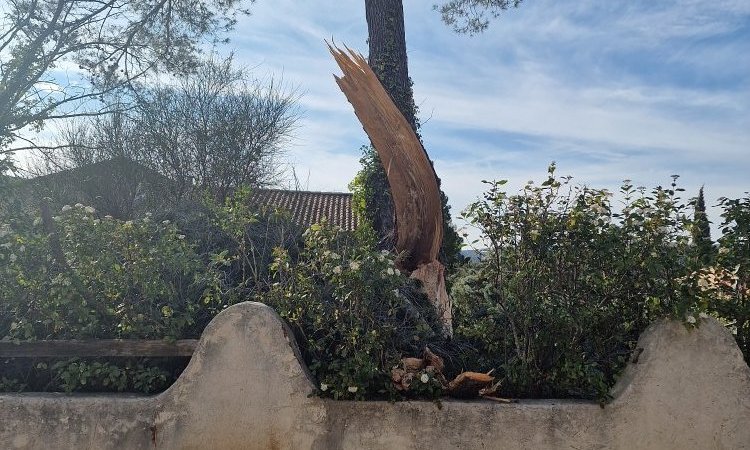 Elagage et Abattage d'arbres dangereux autour de Aix-en-Provence