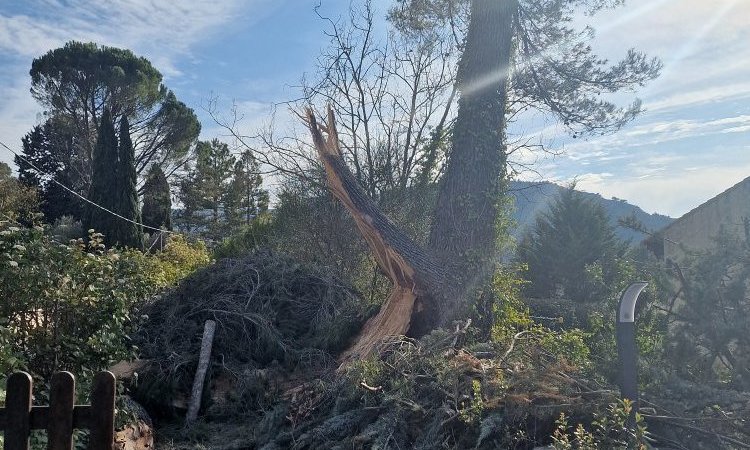 Elagage et Abattage d'arbres dangereux autour de Aix-en-Provence