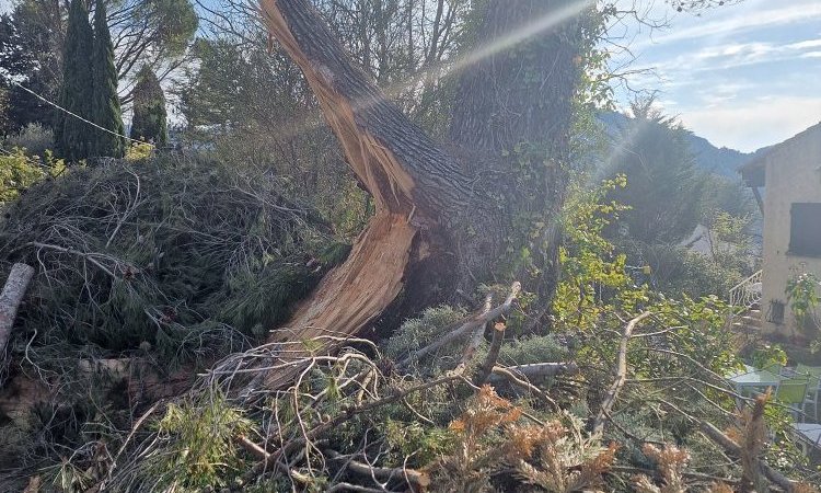 Elagage et Abattage d'arbres dangereux autour de Aix-en-Provence